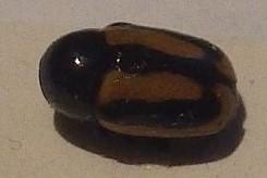 Cryptocephalus vittatus